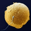 Spermatozoidas.jpg
